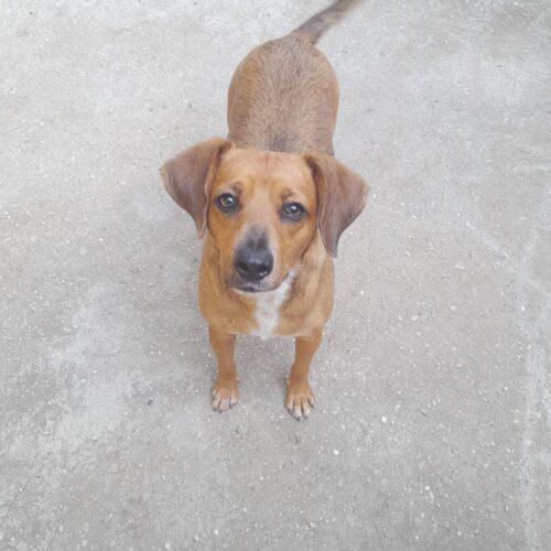 Giulia - 2 Anni (Nata Indicativamente A Novembre Del 2023)  Razza: Meticcio  Taglia: Medio Piccola 